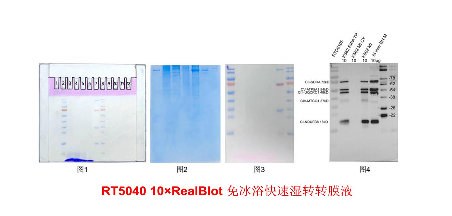 10×RealBlot 免冰���快速湿转�{膜液